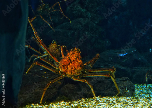 Fotografía Spider crab in its natural habitat