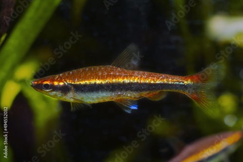 adult male pencilfish, popular pet live in biotope design aquarium, dim low light with brown tannin stained water, ornamental blackwater fish native to Rio Negro, balance and protection of nature photo