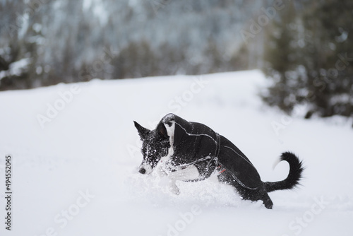 border collie dog jumping in deep in snow covered winter mountains photo