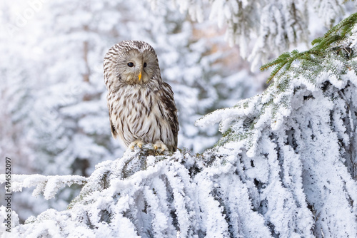 Closeup of an ural owl perched on a tree branch covered wit snow during winter photo