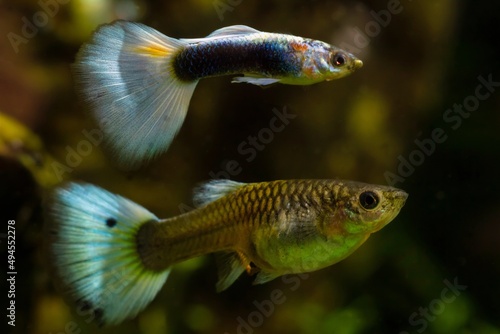adult male with big colorlful tail courtship female, spawning period behaviour, neon glowing freshwater dwarf fish, popular and hardy enduring species for beginners, free space dark blurred background