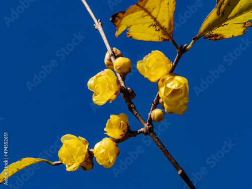 Close-up shot of some wintersweet flowers growing on a branch in the background of the sky. photo