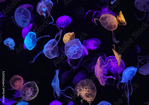 Billede på lærred Lot of colorful jellyfish swimming underwater in Chimelong Ocean Kingdom aquariu