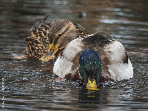 Obraz na plátně Selective focus shot of mallard ducks floating in the lake