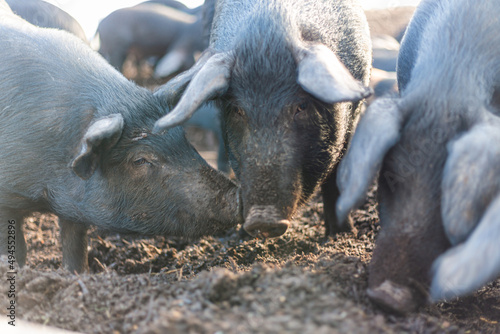 Closeup of Full grown pigs with big ears on an organic farm eating pickings found in the dir photo
