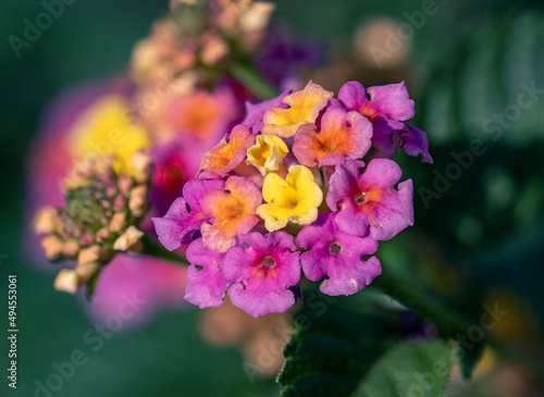 Selective focus shot of lantanas in the garden photo