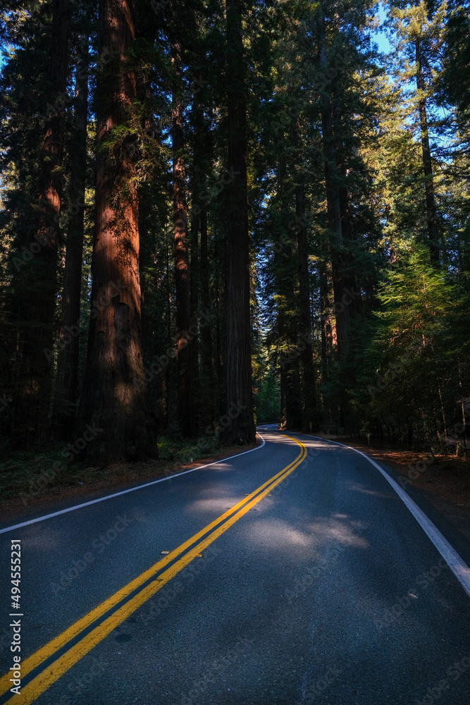 Fototapeta premium Richardson Grove, redwoods, forest, road, trees, giant trees