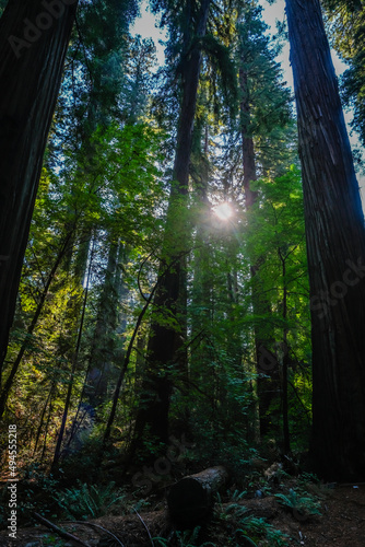 Richardson Grove, Redwoods, trees, forest sun filtering liht