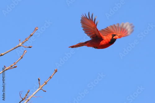 Vászonkép Closeup shot of a cute male Northern cardinal bird or redbird flying against blu