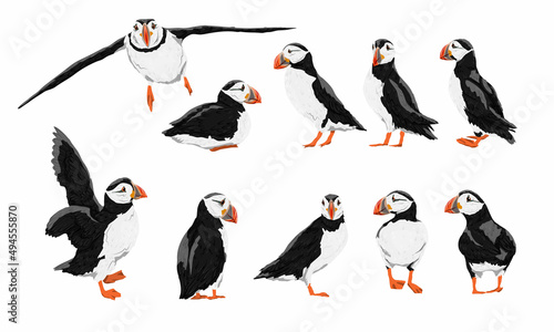 Atlantic puffin set. Realistic Fratercula arctica or common puffin birds in different poses. Vector birds