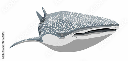 The whale shark swims forward. Giant fish of the World Ocean. Realistic vector fish