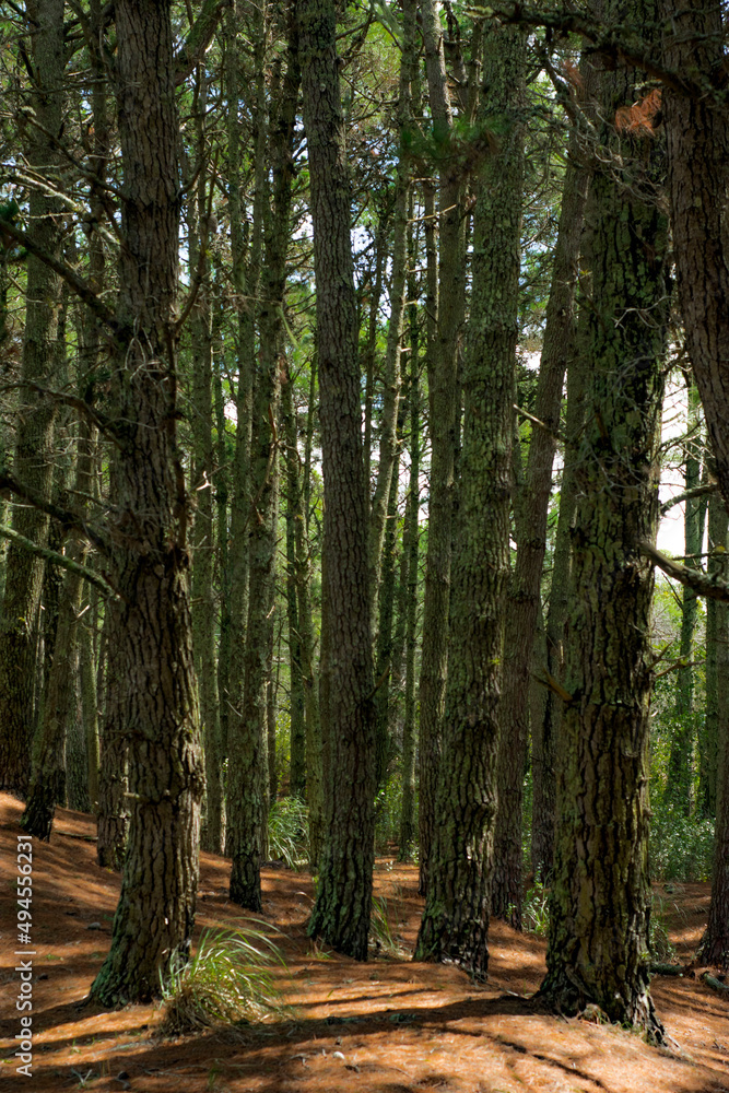 Obraz premium Forest