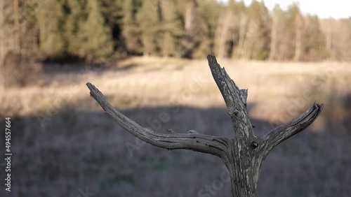 Cute songbird makes a nice landing at sunset on a dead tree branch.