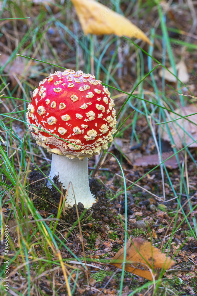 young bright red mushroom Amanita muscaria, commonly known as fly agaric young bright red mushroom Amanita muscaria, commonly known as fly agaric