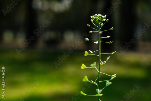 Soft focus of a shepherd's purse plant with tiny white flowers at a field in spring photo