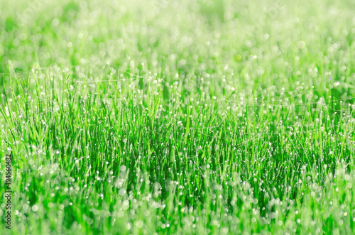 Green fresh grass in the water dew in the morning with a cobweb.