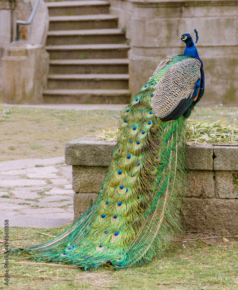 Obraz premium colourful peacock