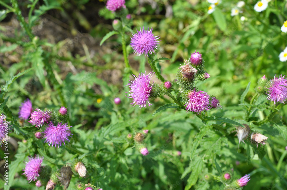 Thistle (Carduus acanthoides) grows in nature in summer Thistle (Carduus acanthoides) grows in nature in summer