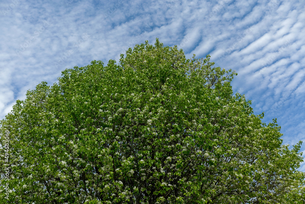 Fototapeta premium Blooming spring tree against blue sky with clouds. 