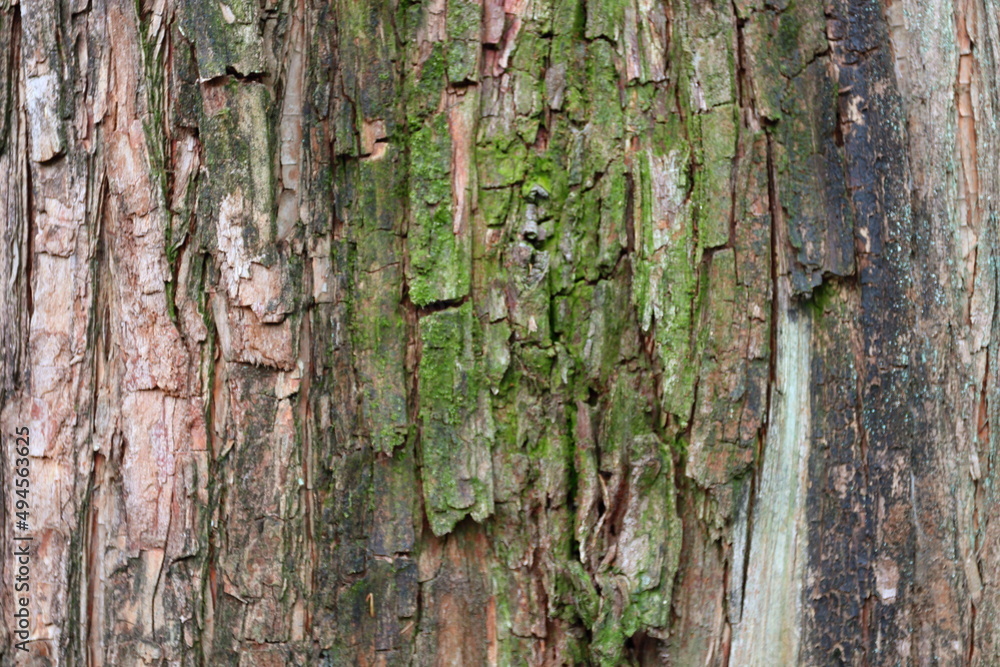 Obraz premium 木の表面 大きな杉皮は質感のある自然テクスチャ