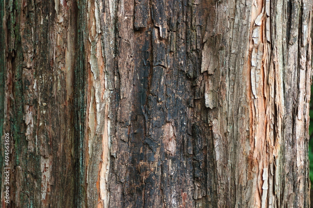 Obraz premium 木の表面 大きな杉皮は質感のある自然テクスチャ