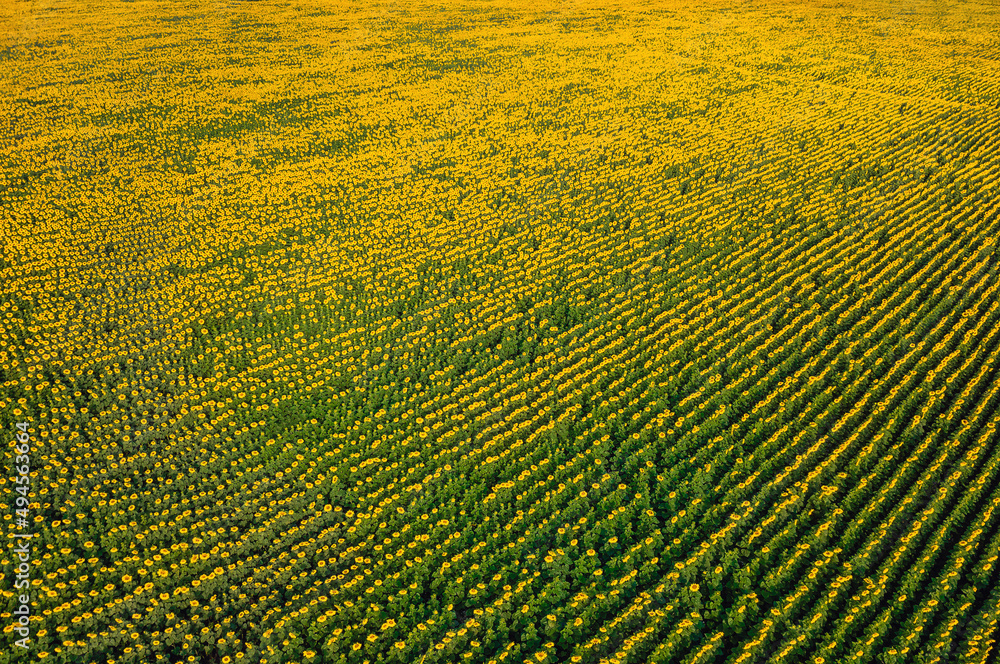 Field of blooming sunflowers, top view Field of blooming sunflowers, top view
