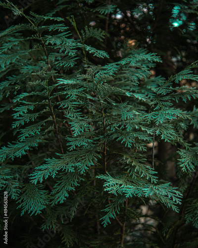 Green fern in the woods