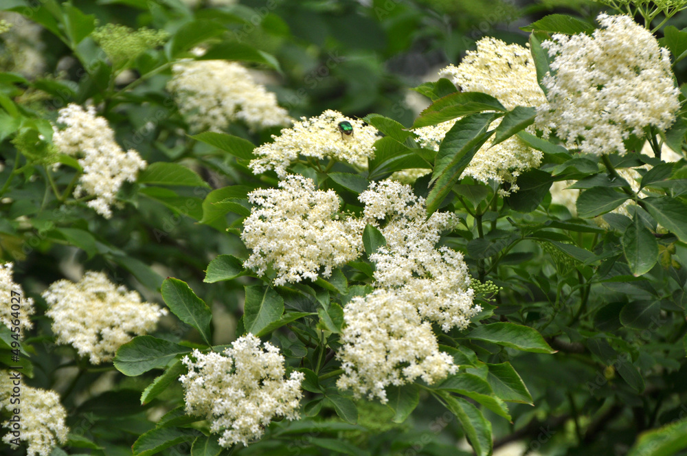 Elderberry blooms in nature Elderberry blooms in nature