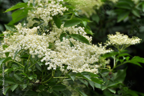 Elderberry blooms in nature photo