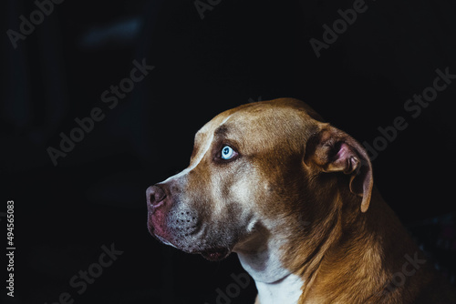 Closeup shot of heterochromia eyes dog photo