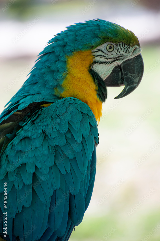 blue and yellow macaw