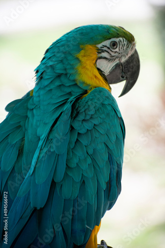 blue and yellow macaw © Shahab