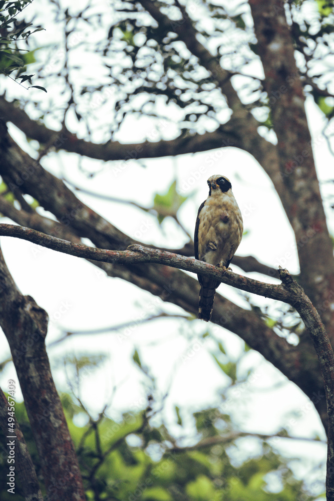 Laughing Falcon bird of prey perched in the jungle