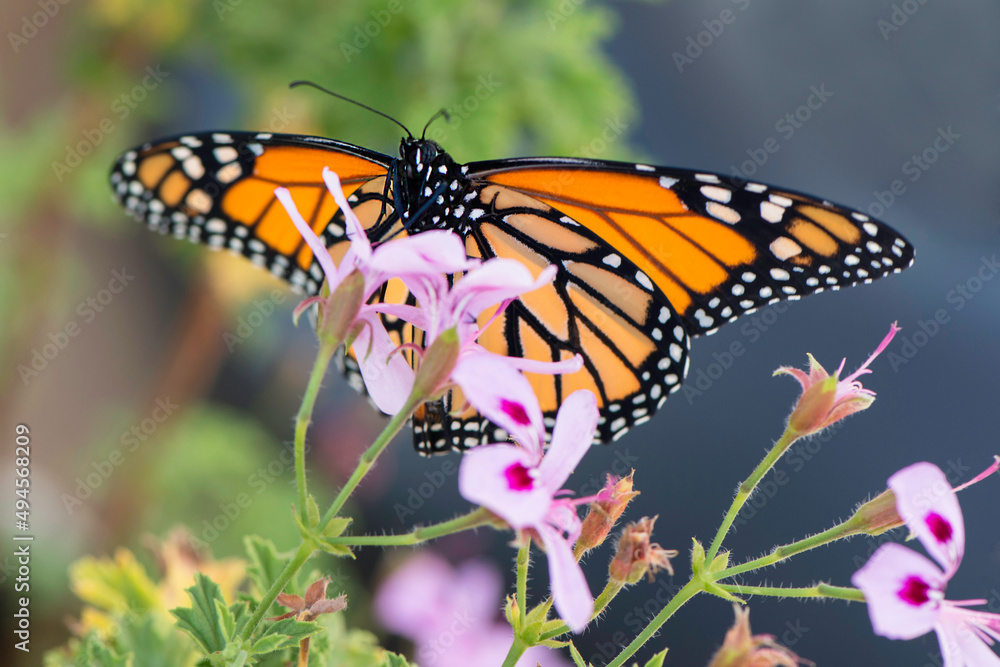 Naklejka premium monarch in pink flowers