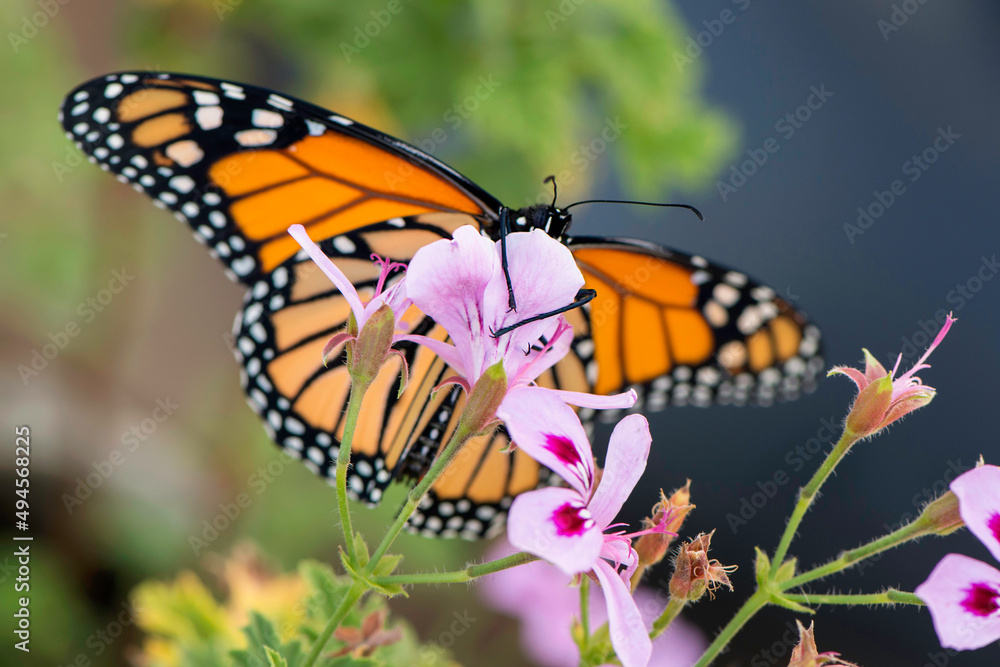 Obraz premium monarch butterfly, hanging on