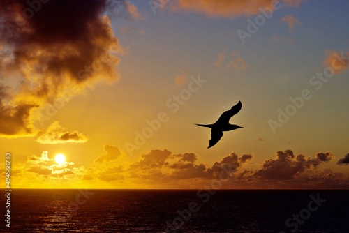 Sturmvogel im Flug © Peter