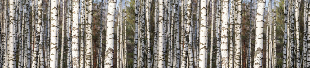 Fototapeta premium Panorama branches of a silvery birch against a blue sky