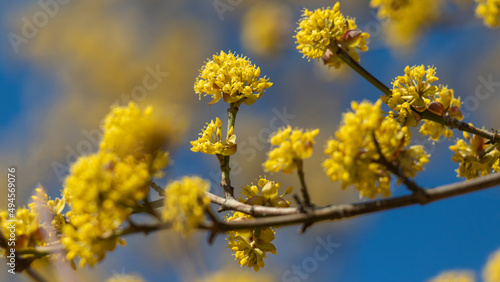 Yellow flowers on the branches.
