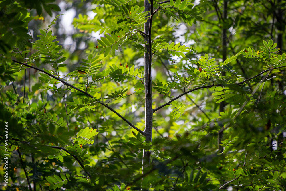 green leaves in the forest green leaves in the forest