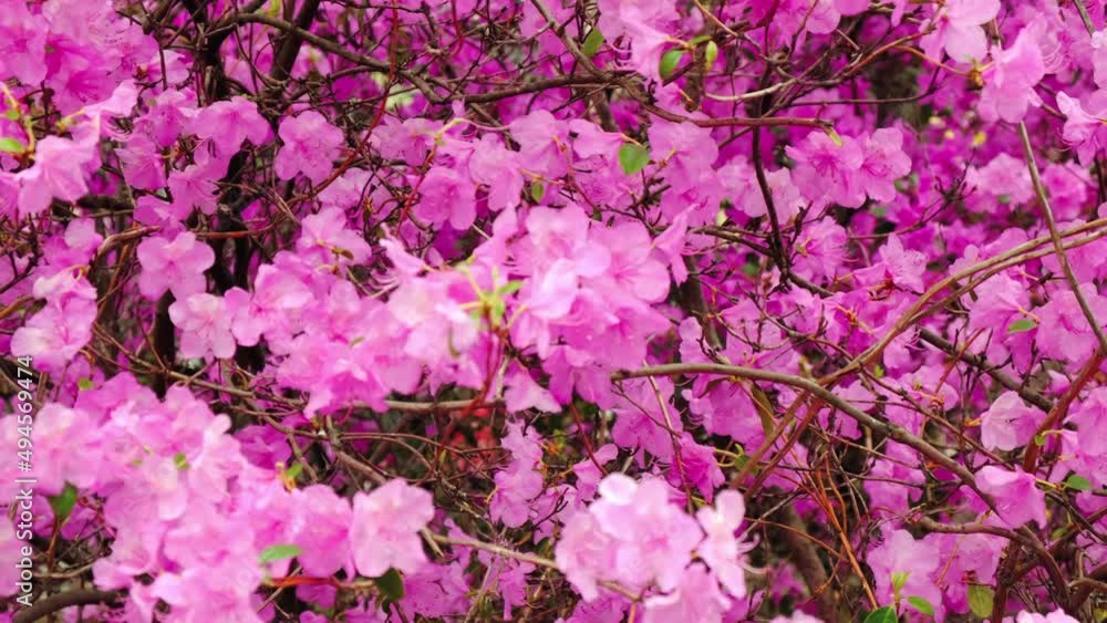 Slow panning across pink blooming shrubs. Bumblebee is circling over flowers. Blossom rhododendron bushes close-up. Bright pink azalea flowers on a windy day in city park. Wonderful floral background Slow panning across pink blooming shrubs. Bumblebee is circling over flowers. Blossom rhododendron bushes close-up. Bright pink azalea flowers on a windy day in city park. Wonderful floral background