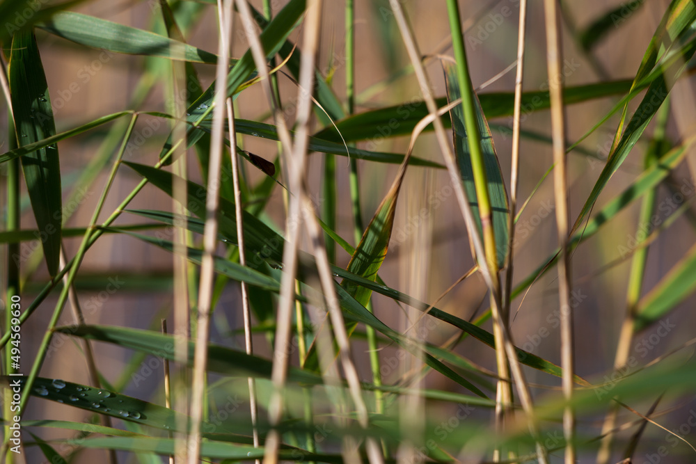 Obraz premium grass and water