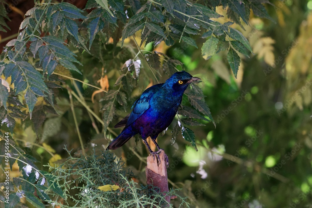 Fototapeta premium Lesser blue-eared starling, Lamprotornis chloropterus