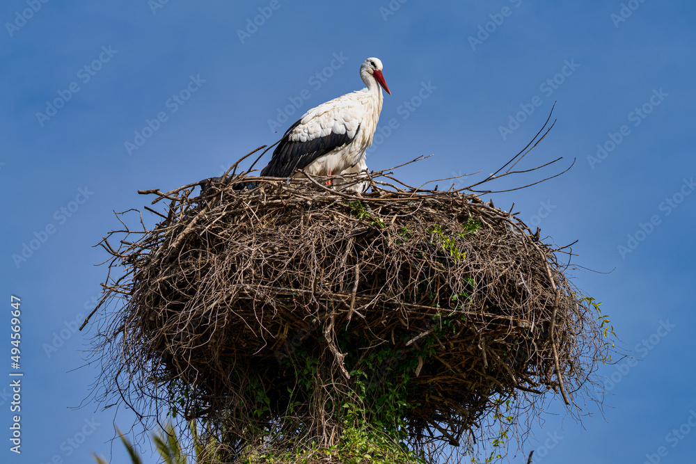 Fototapeta premium White Stork, Ciconia ciconia in Jerez de la Frontera, Andalusia, Spain