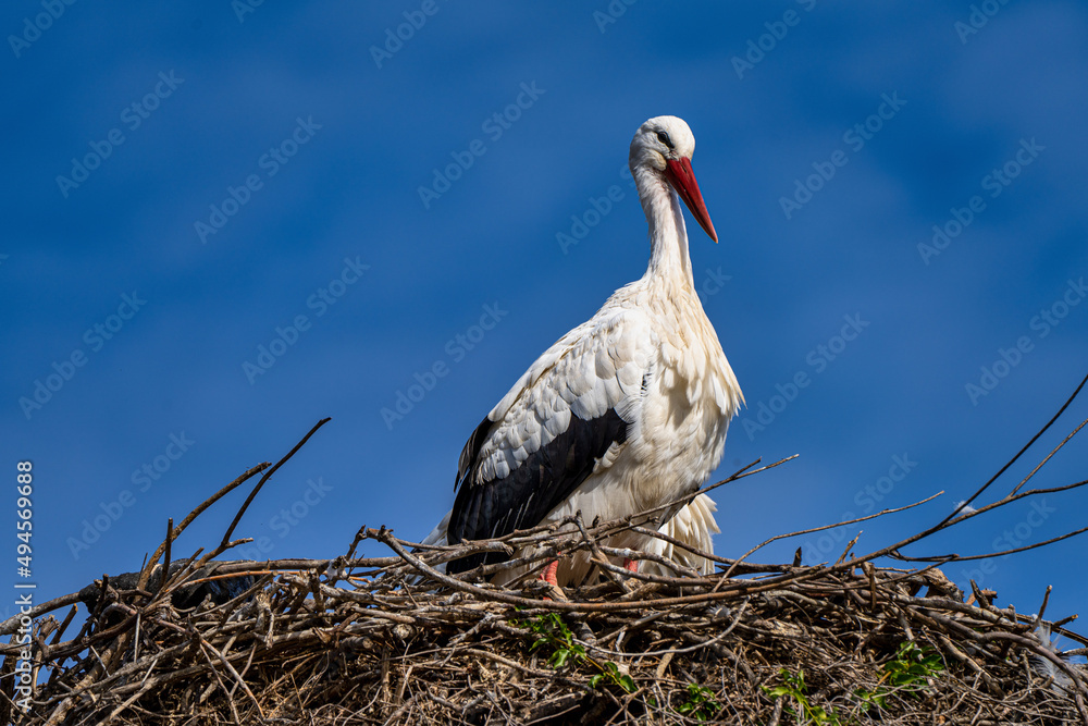 Fototapeta premium White Stork, Ciconia ciconia in Jerez de la Frontera, Andalusia, Spain