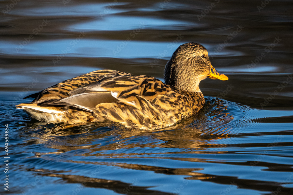 Wild duck or mallard, Anas platyrhynchos swimming in a lake