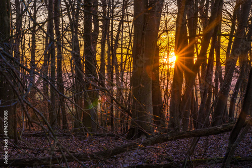 H  nfelden  Hessen  Deutschland  Eichen im Sonnenunergang