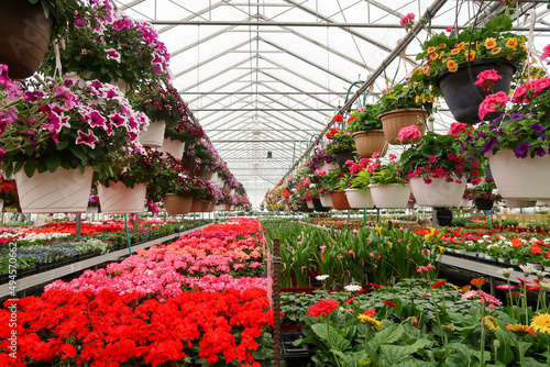 Spring flowers in greenhouse.A view of fresh, new spring flowers and plants growing in a nursery greenhouse or hothouse.