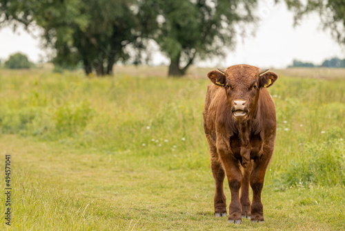 Young brown cow standing on green grass with a slightly blurred background in floodplain of Dutch river the Waal