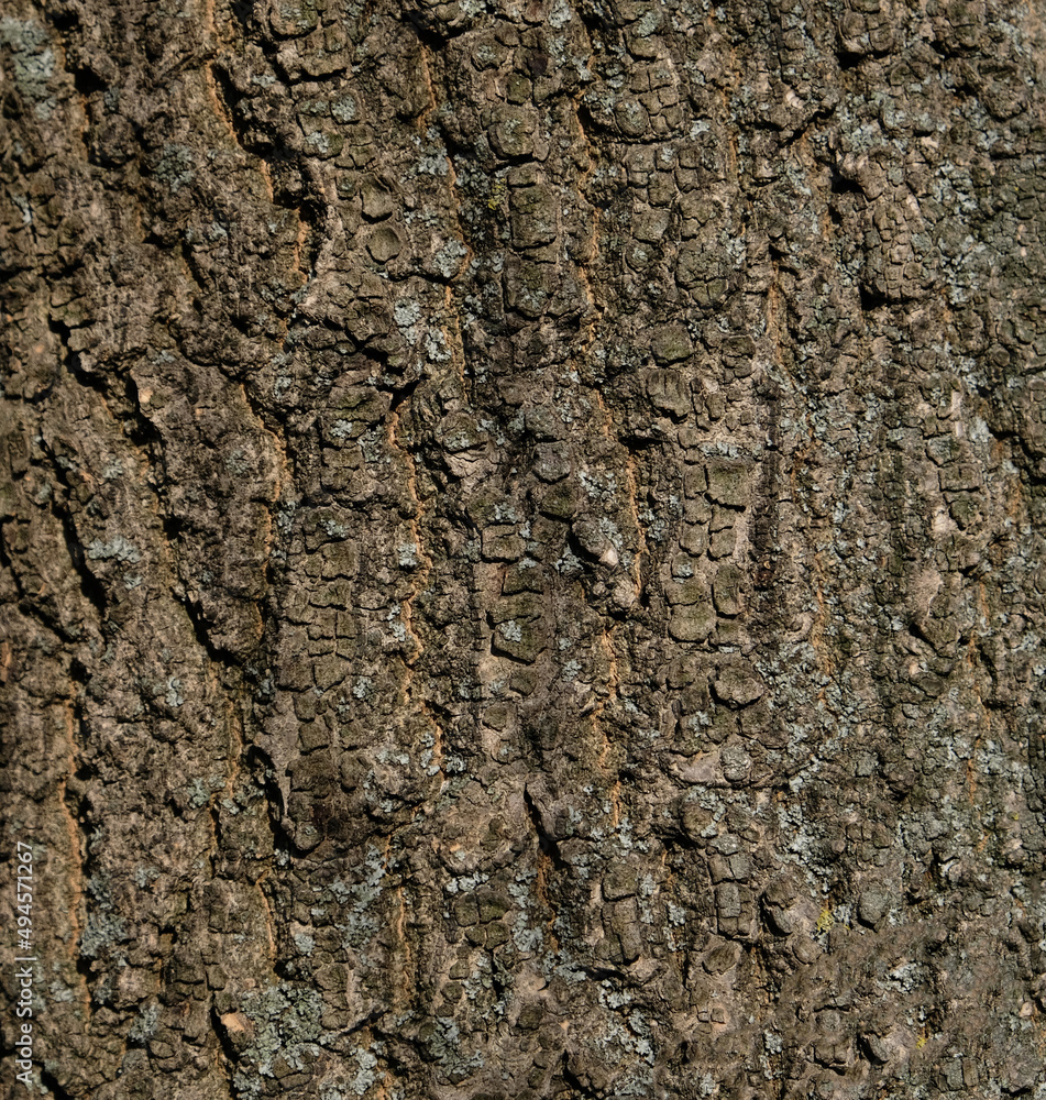 Tree bark pattern, brown natural background. Wooden textured background of tree trunk. Tree bark pattern, brown natural background. Wooden textured background of tree trunk.
