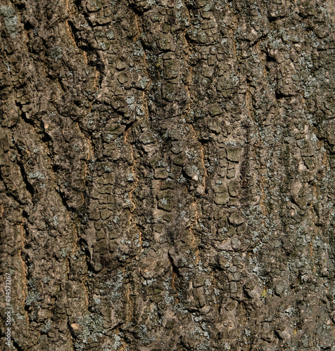 Tree bark pattern, brown natural background. Wooden textured background of tree trunk.